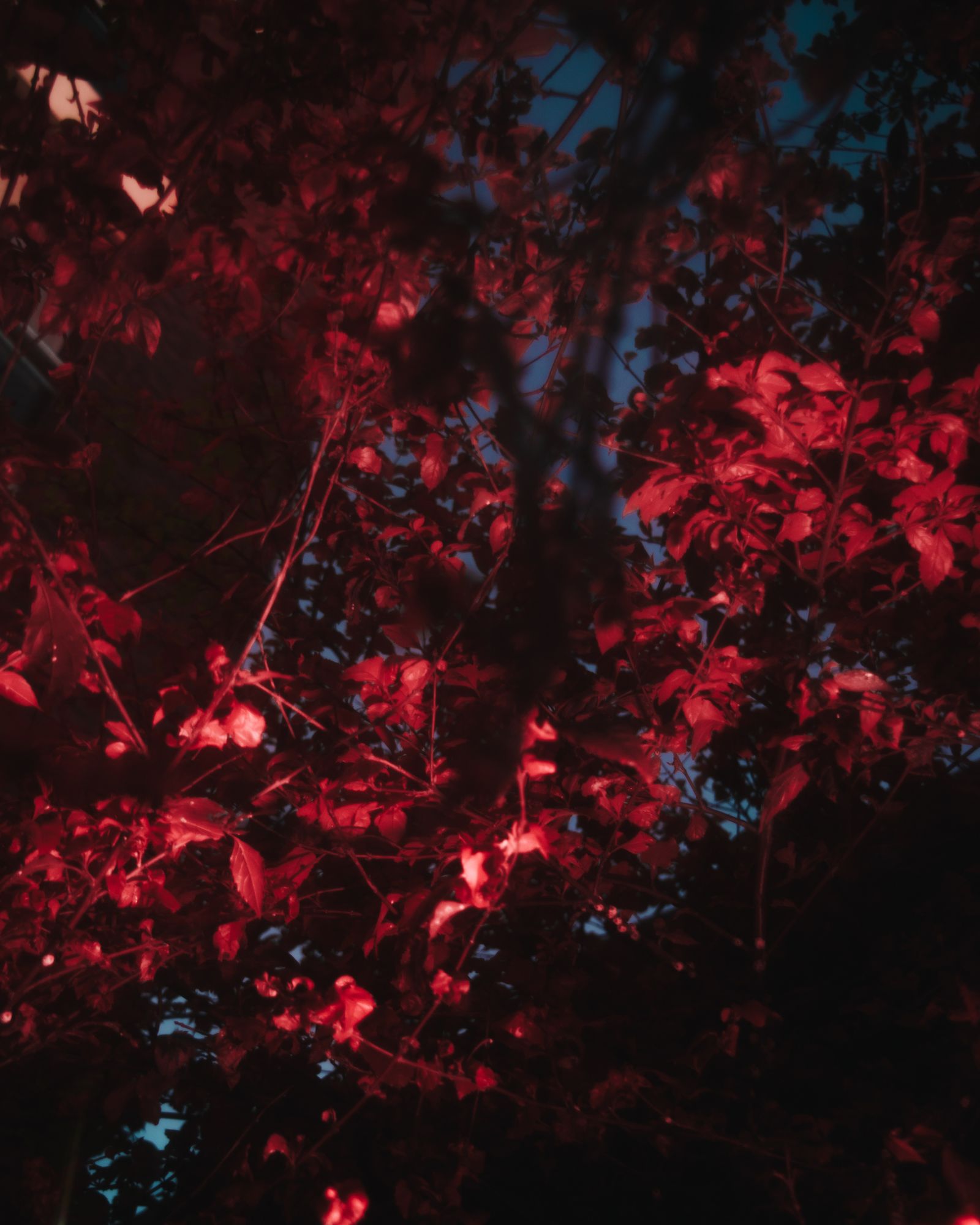 © Luciana Demichelis - Image from the Limbo photography project