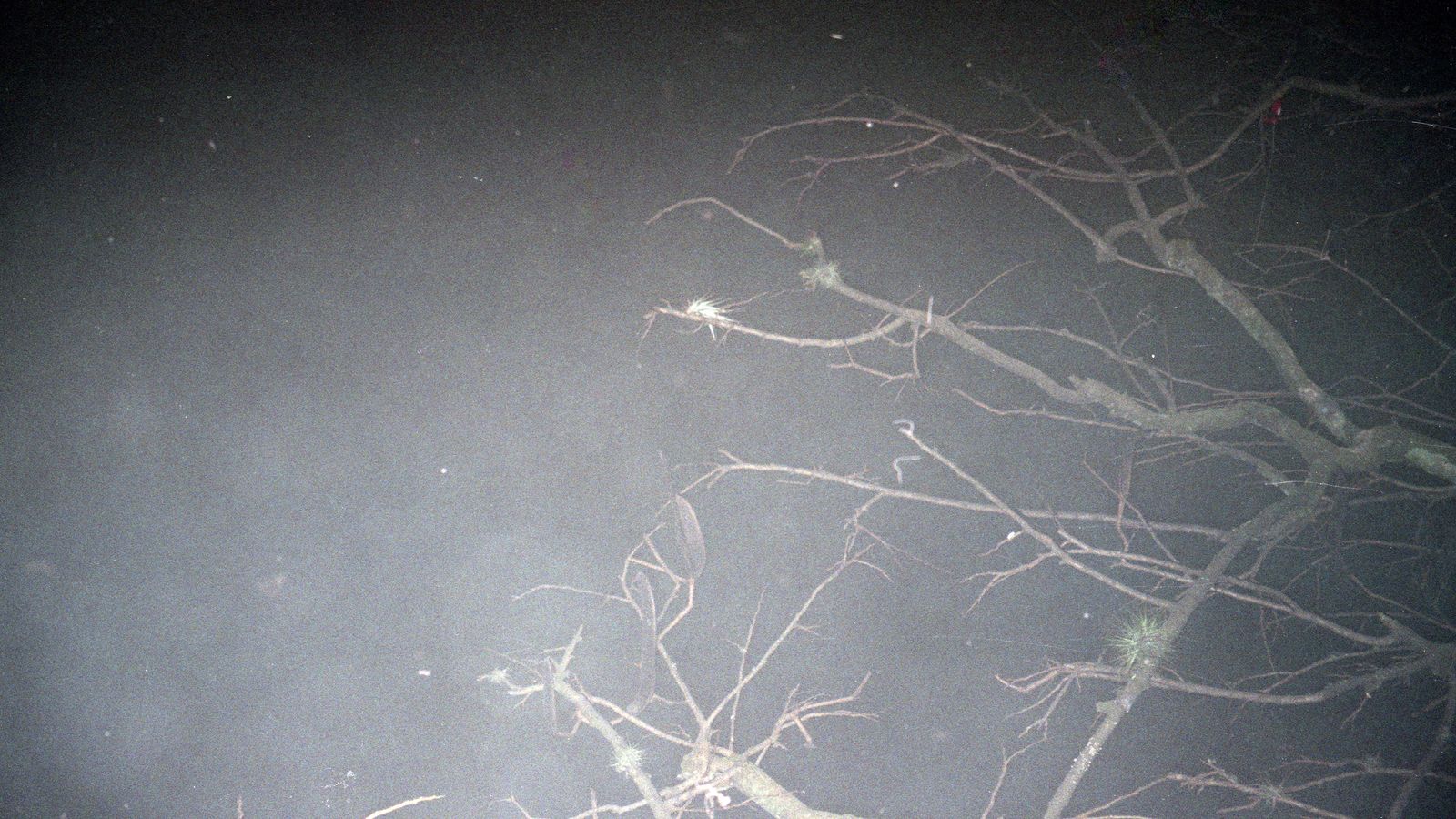 © Adél  Koleszár - Image from the Wounds of violence photography project