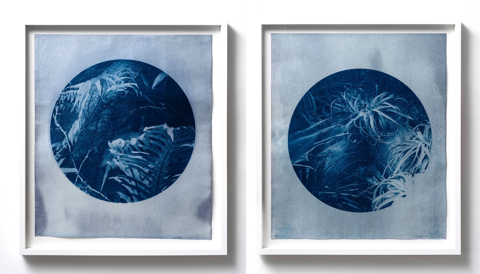 © Itamar Freed - Aloe Vera I & II, 2019, Cyanotype on Tosa Wasa handmade Japanese paper, 60 x 70 cm each