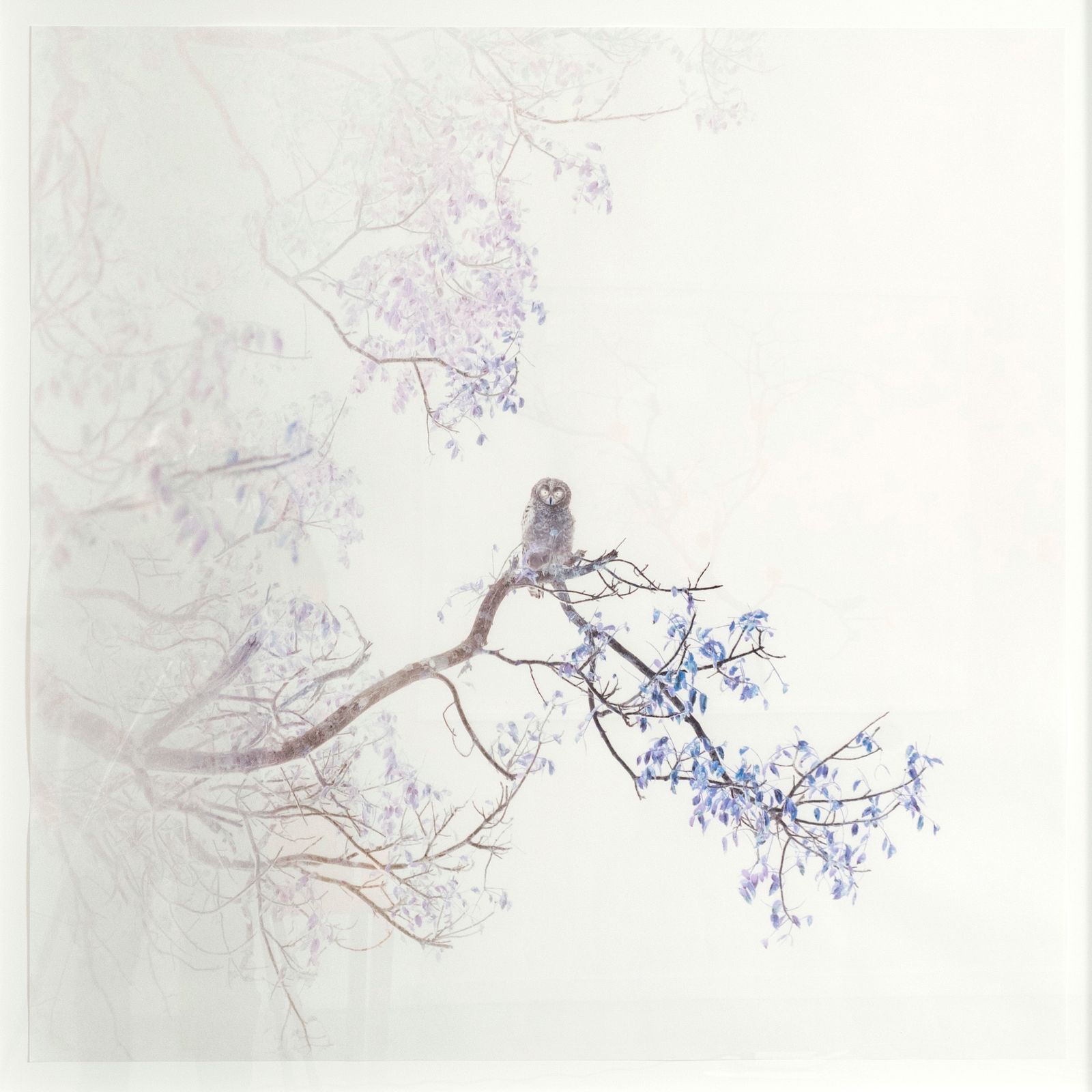 © Itamar Freed - Barred Owl, 2019, Photography, inkjet pigment print on archival Kozo Japanese paper, 110x110 cm