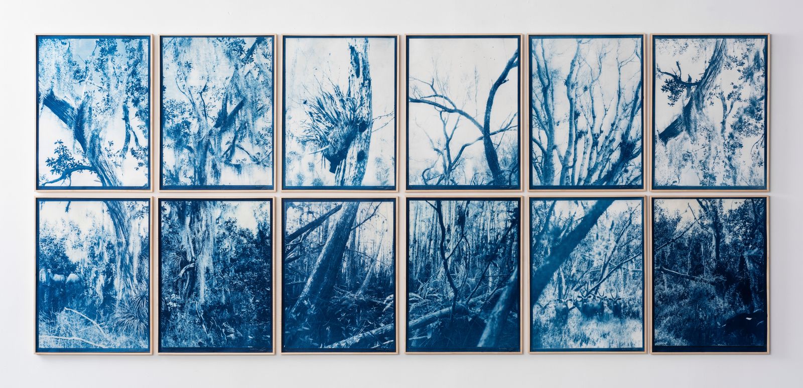 © Itamar Freed - Dream in Blue (polyptych), Cyanotype on Tosa Wasa handmade Japanese paper, 160 X 360 cm or 80 x 60 cm each