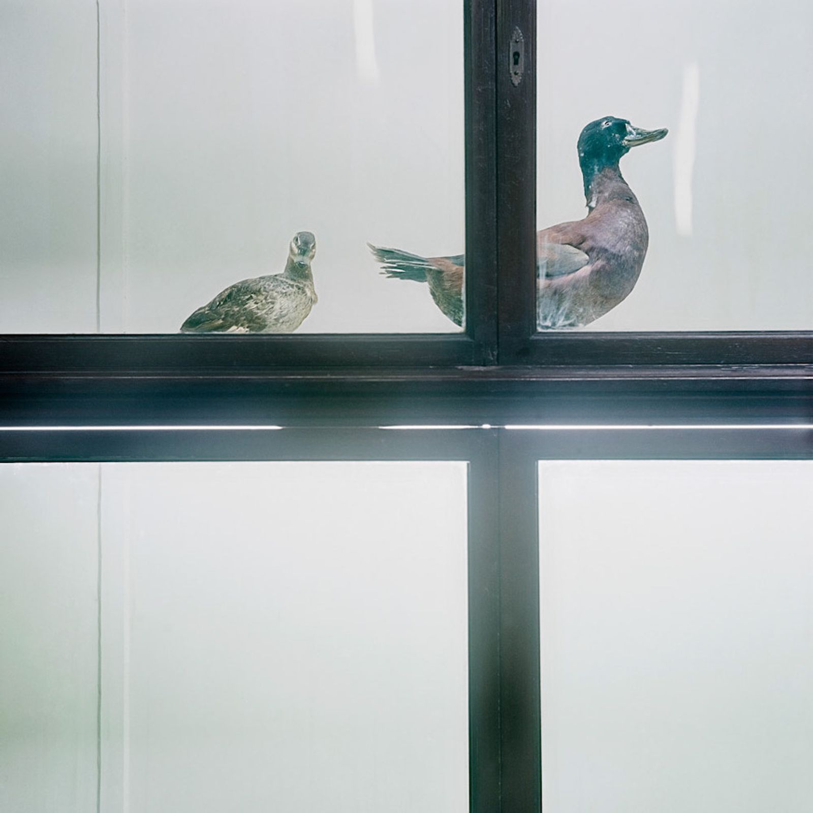 © Solange Adum Abdala - Image from the Historia Natural photography project