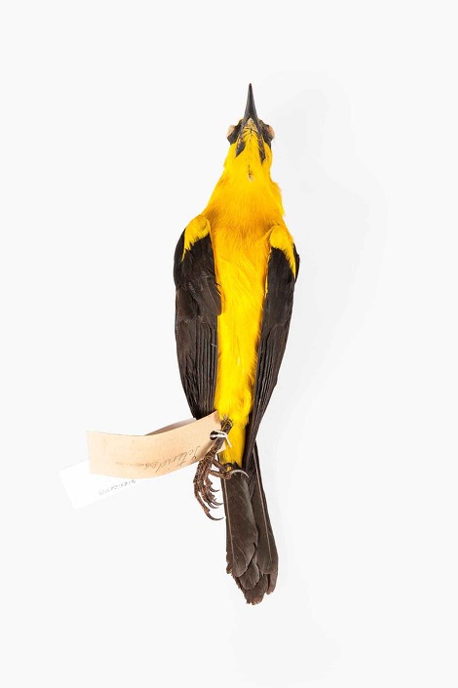 © Solange Adum Abdala - Image from the Ornis I photography project