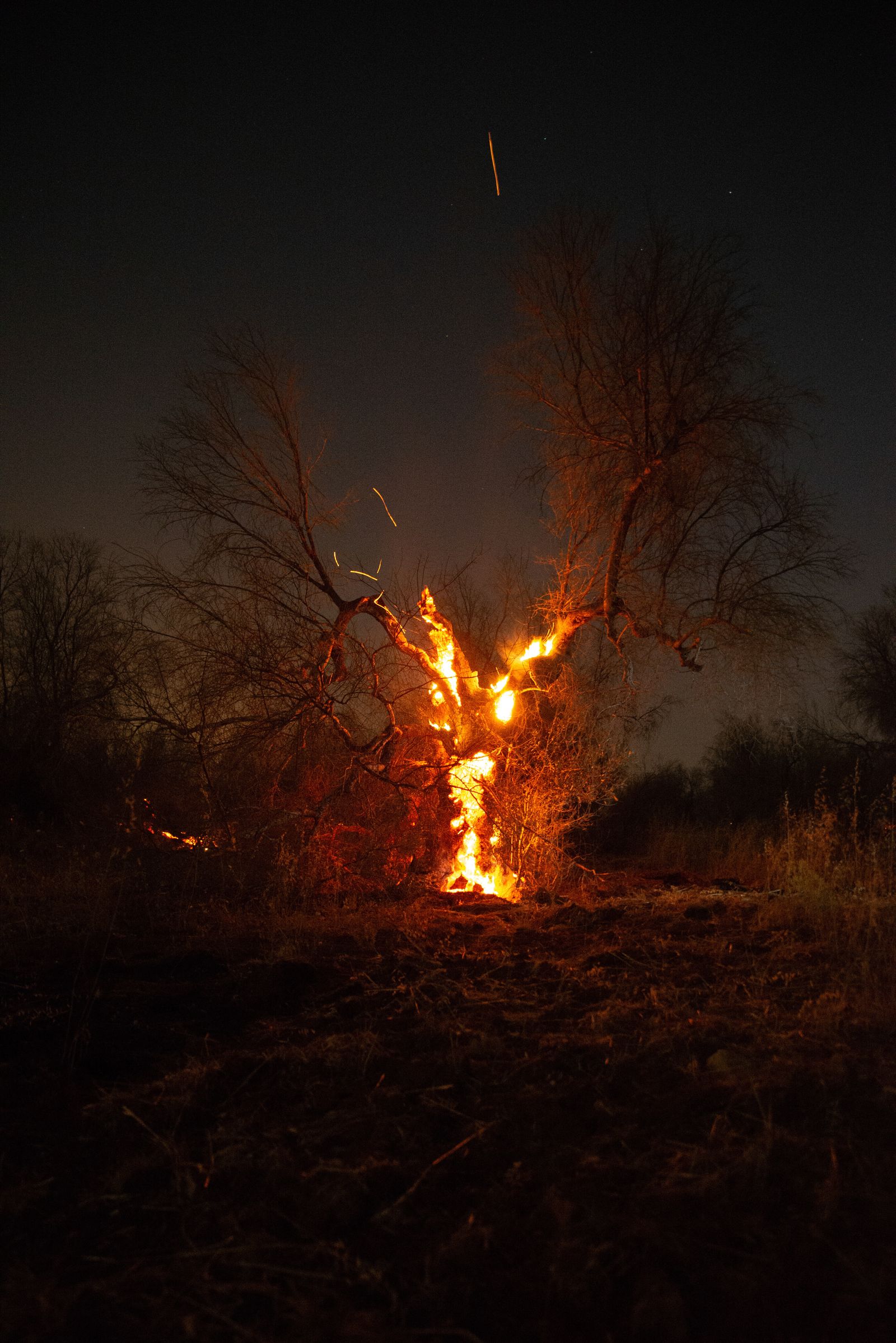 © Veronica Andrea Sauchelli - Copertino, Lecce An olive tree in flames during a fire that involved more than a thousand trees.