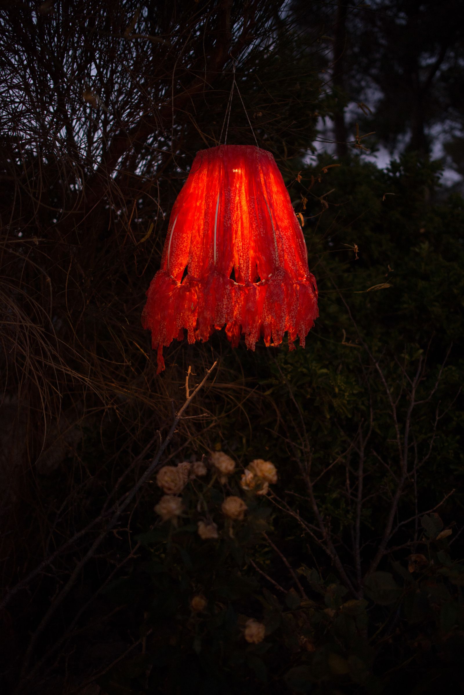 © Veronica Andrea Sauchelli - Sannicola, Lecce, Italy A lamp from Chiara's biodynamic forest, regenerated after the fires.