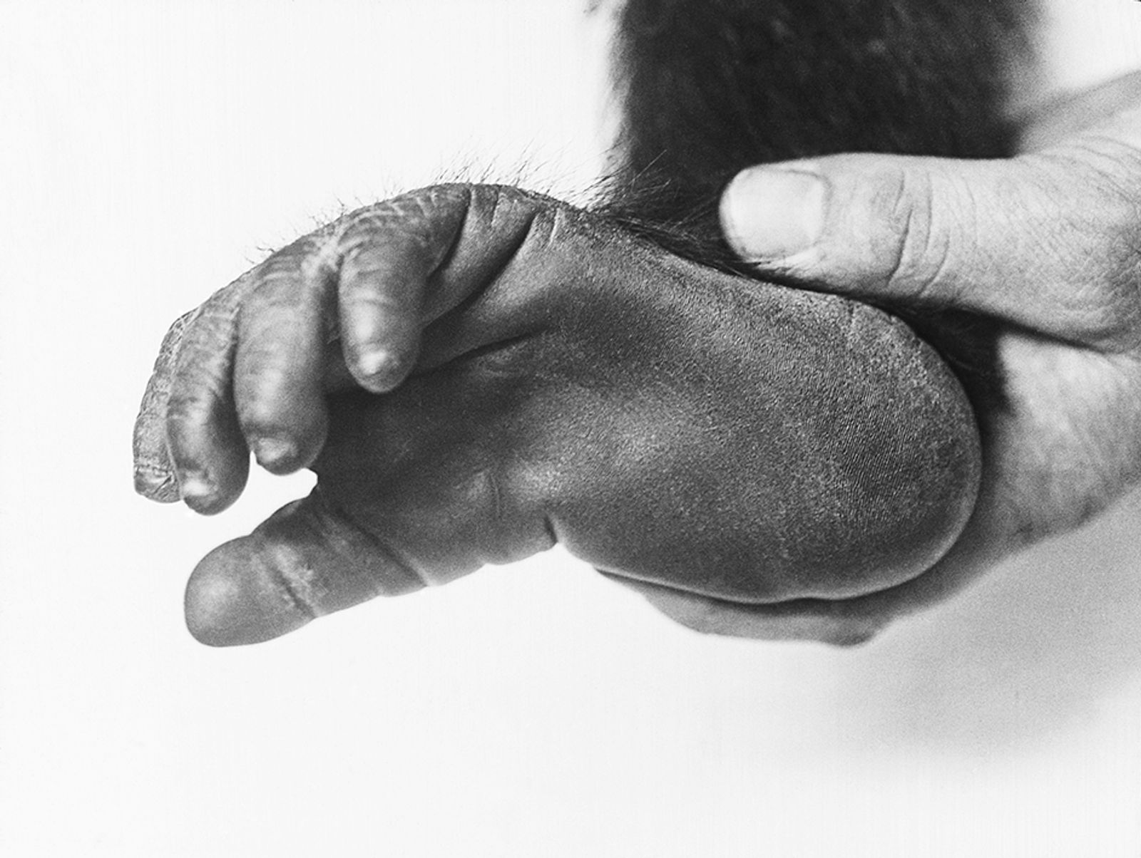 © Carly Steinbrunn - Gorilla foot