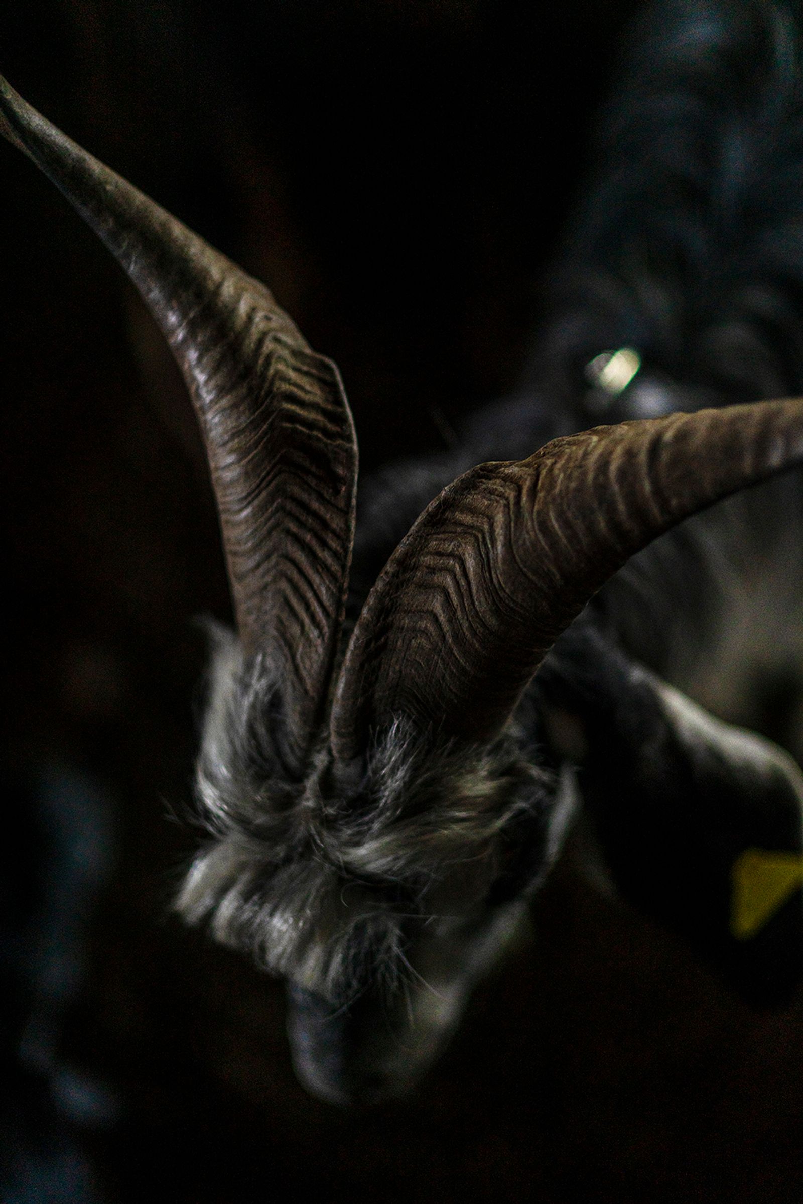 © Claudia Mann - At night in the pen at Staffoli. Second day of transhumance.