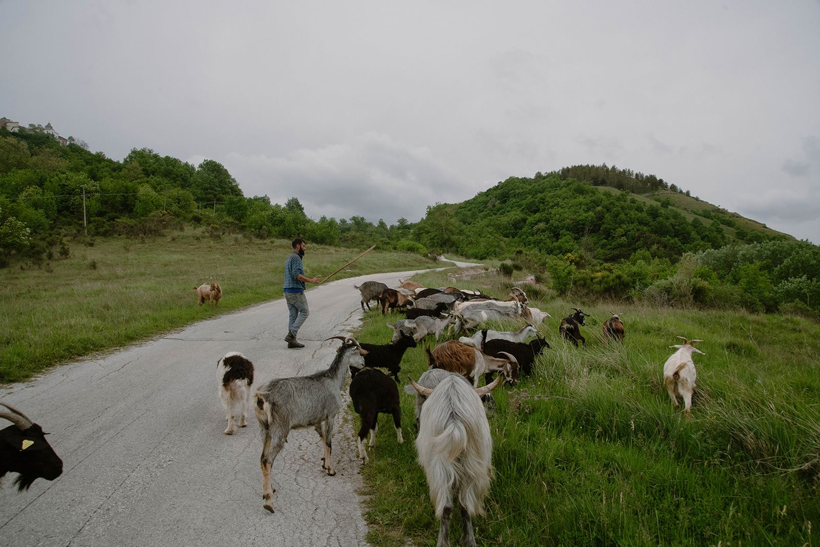 © Claudia Mann - Last graze at Duronia I. The day before transhumance.