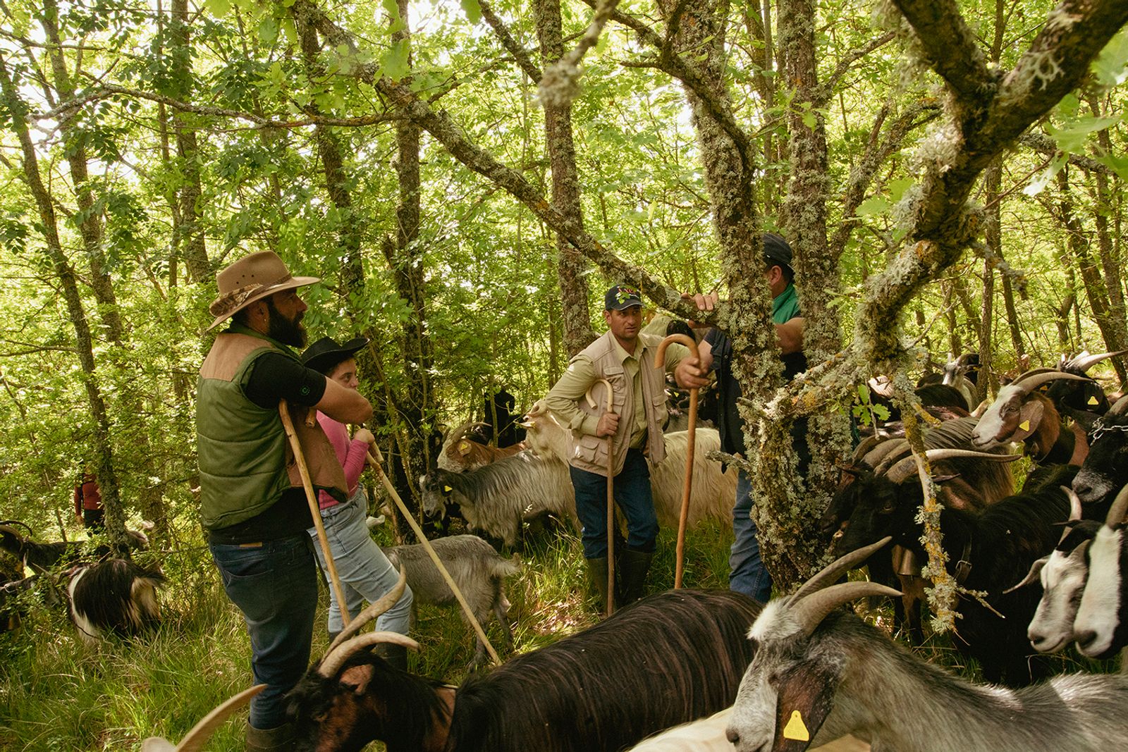 © Claudia Mann - Valerio, Marianna, Mimì, and Lupone discuss the best route to take. Second day of transhumance.