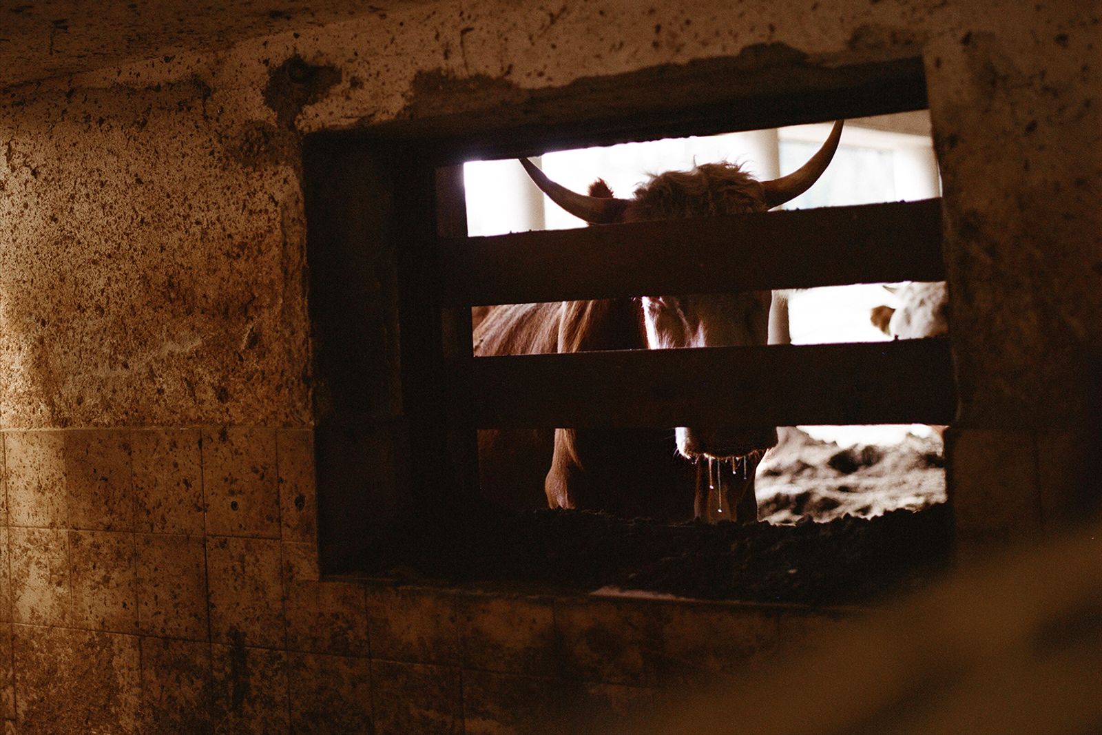 © Claudia Mann - A cow in a stable, after having spent the summer months freely grazing.