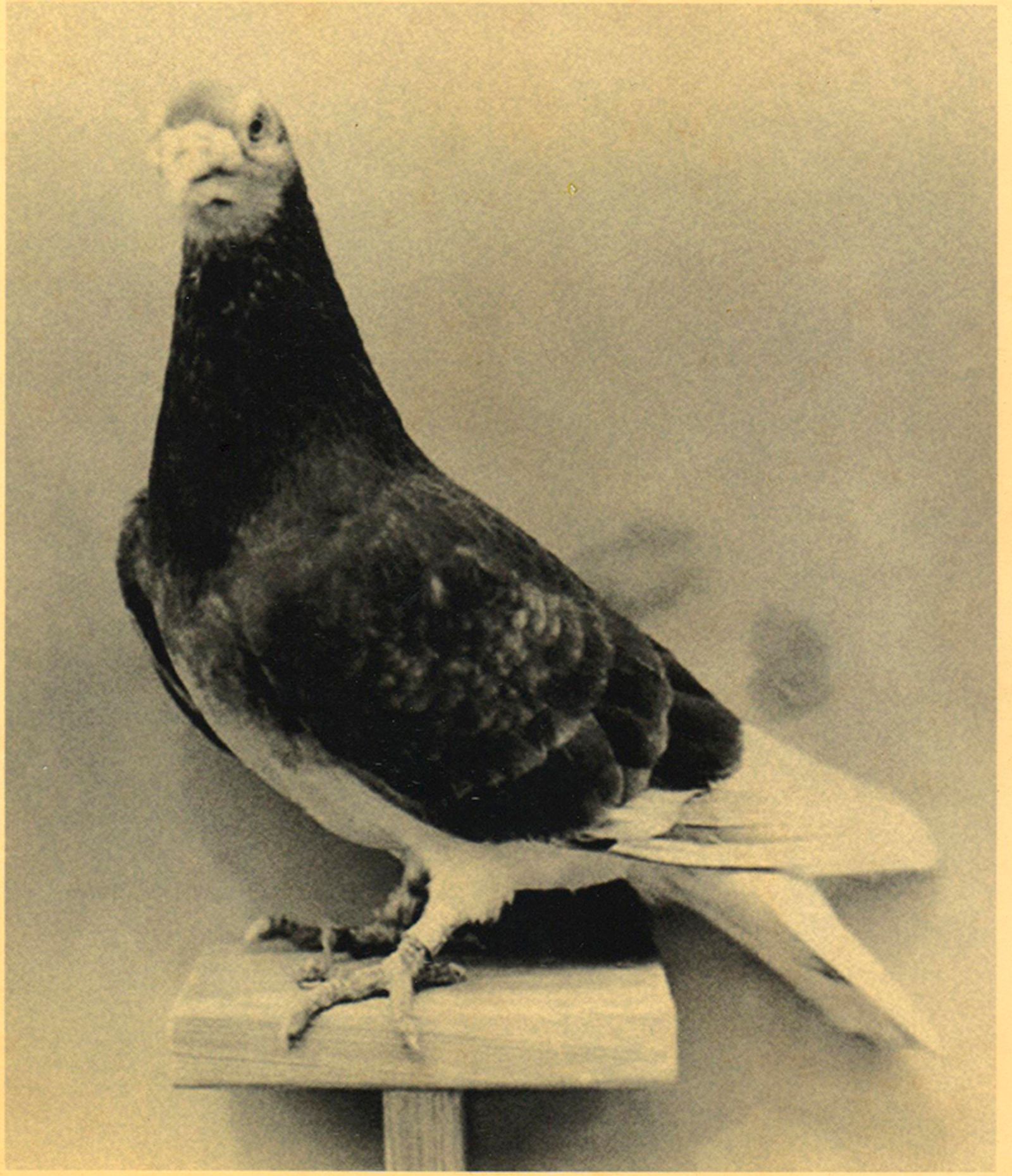 © Asya Zhetvina - The last spy-pigeon, 1945