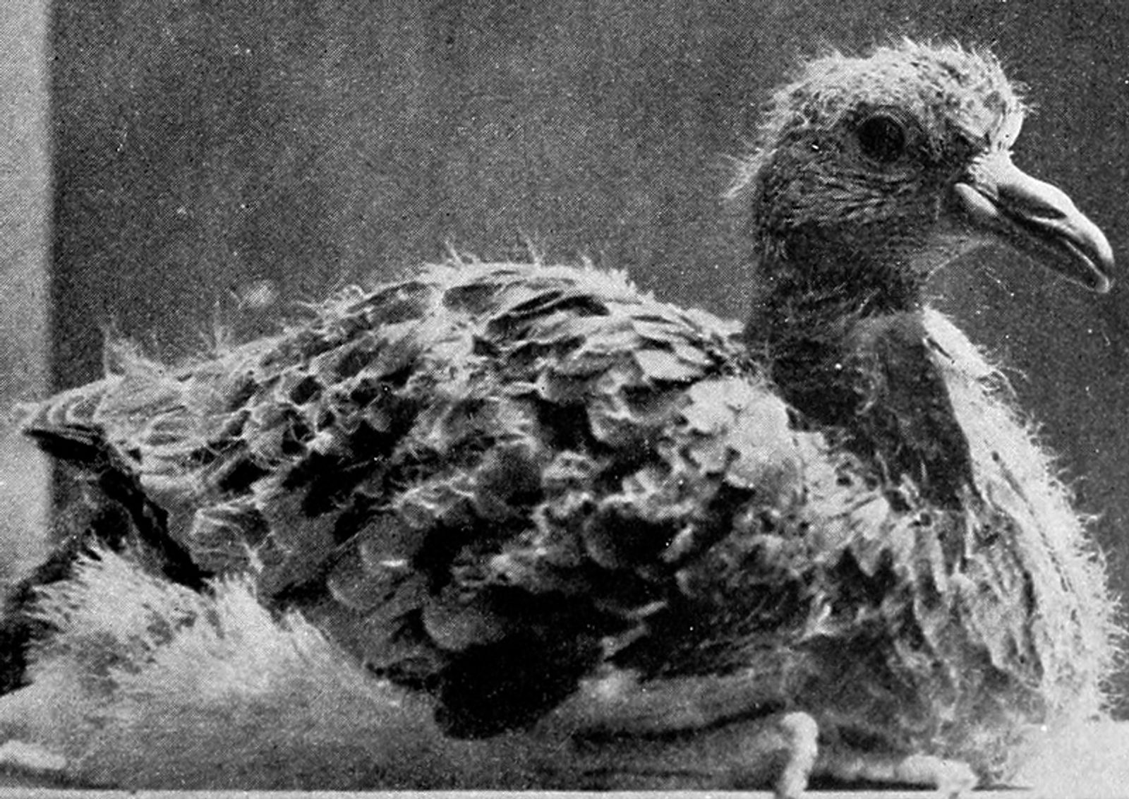 © Asya Zhetvina - A small pigeon in the laboratory, 1941