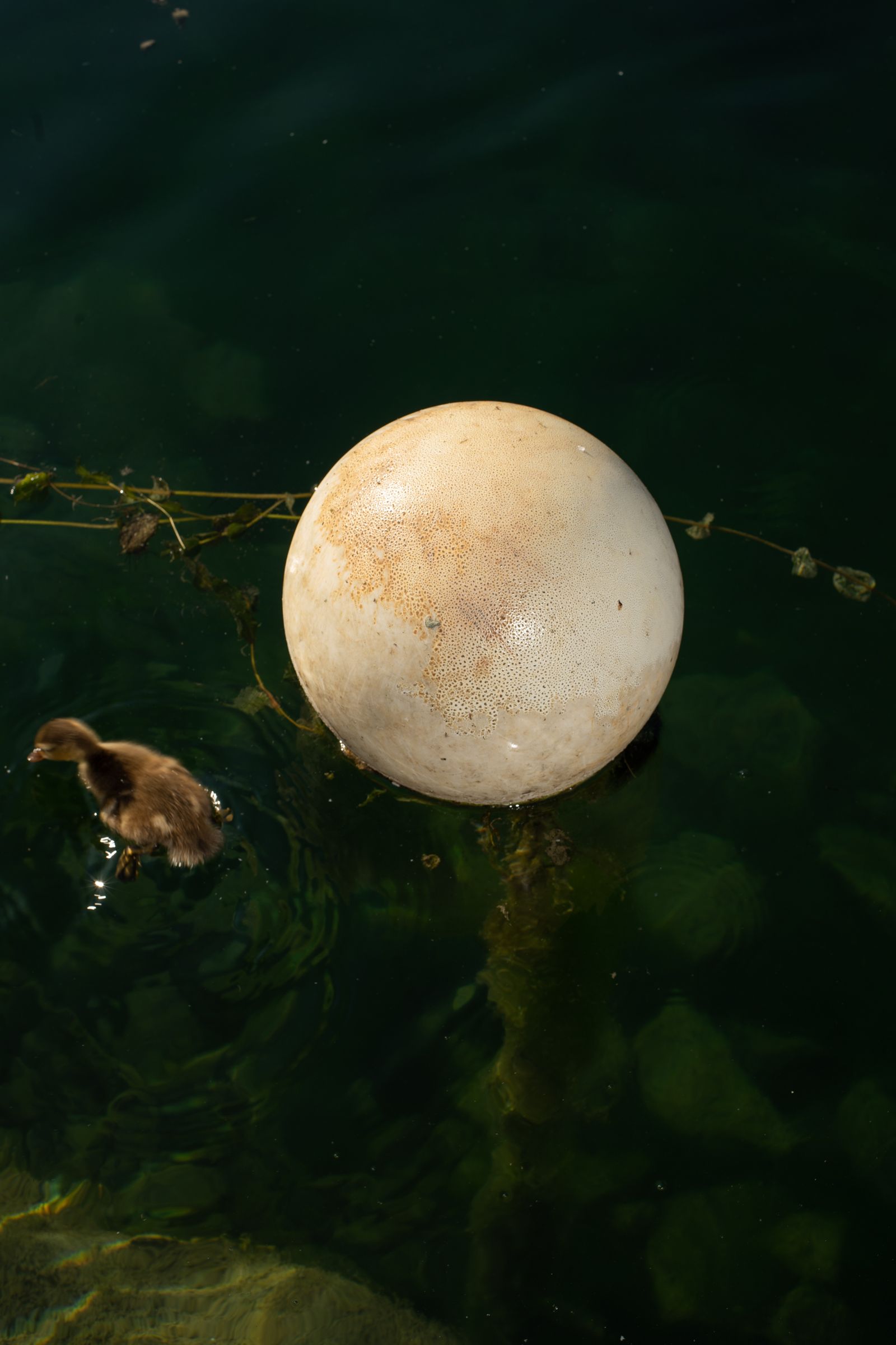 © Emilio Nasser - Lake Geneva, Switzerland.