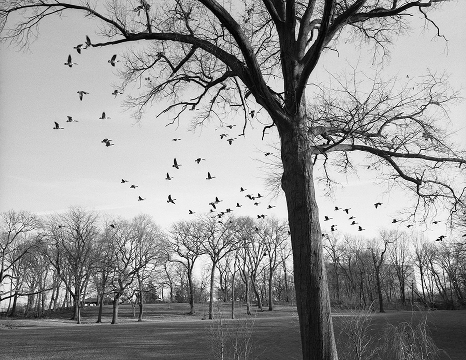 © Nicholas Pollack - Good luck geese, Branch Brook Park, Newark, New Jersey, 2015. Scan of 6x7 film negative.