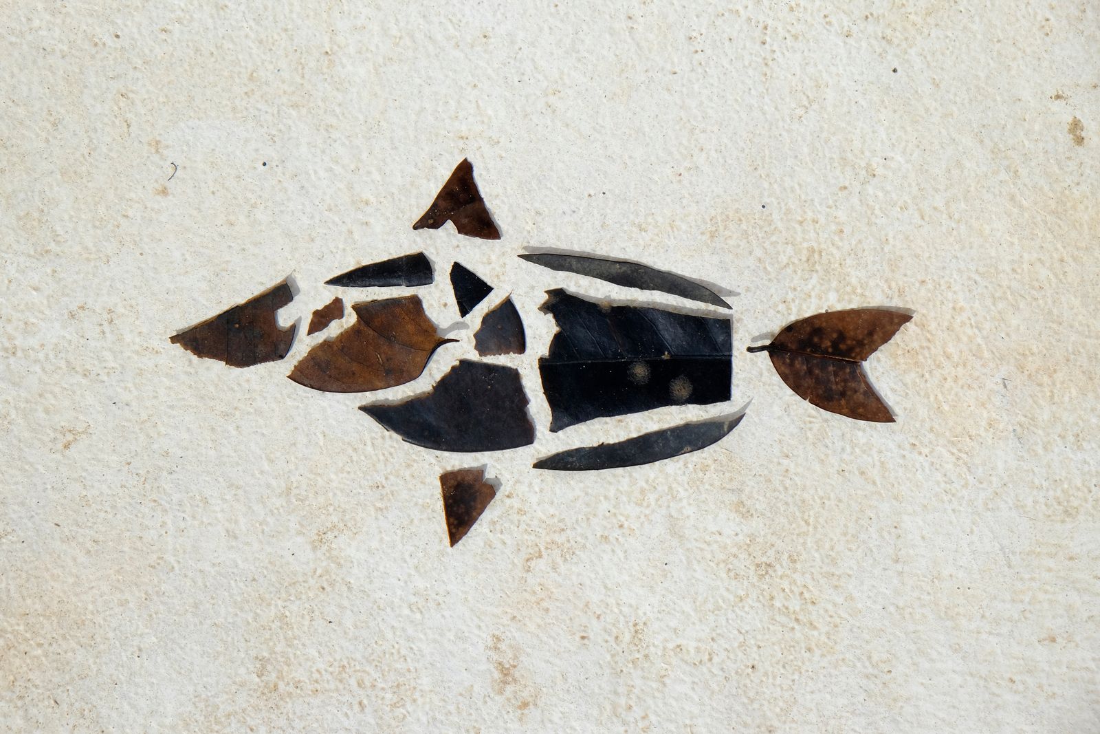 © Santiago Escobar-Jaramillo - A fish drawn with dry leaves as a puzzle. Río Tame, Arauca. 2016.