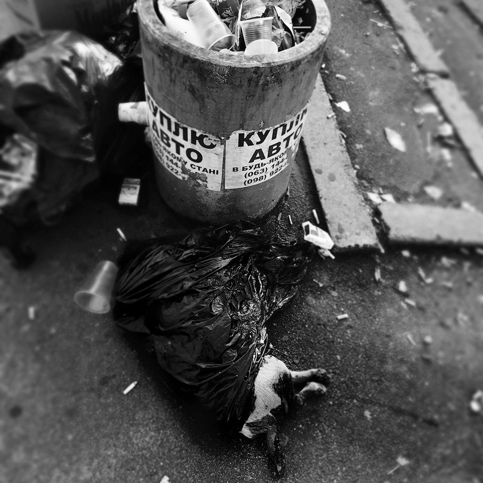 © Anna Voitenko - The dead dog in a garbage bag lying near a bus stop. He was cruelly killed by the "doghunters" in Kiev.