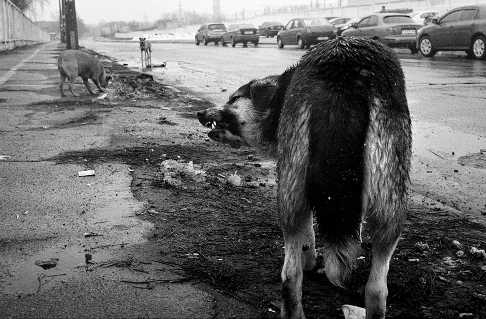 © Anna Voitenko - The territory near street market where live lots of street dogs. People from the market feed them. Kyiv
