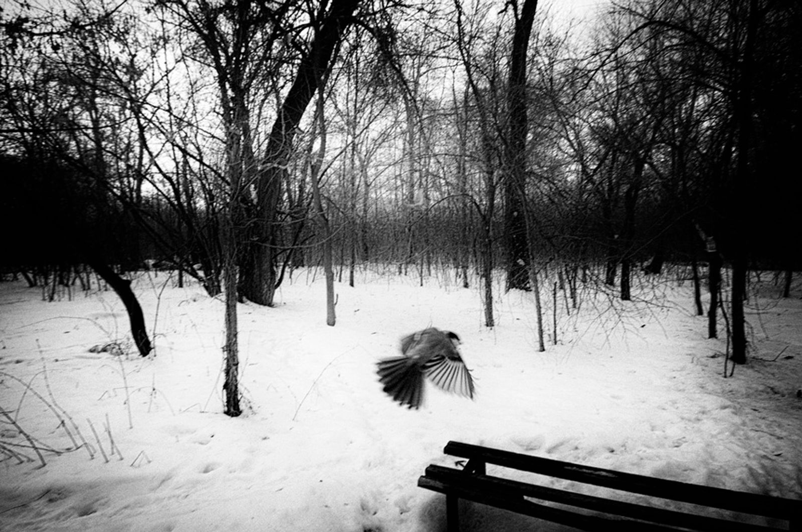 © Anna Voitenko - The Muhtar's territory. Park zone. Kyiv.
