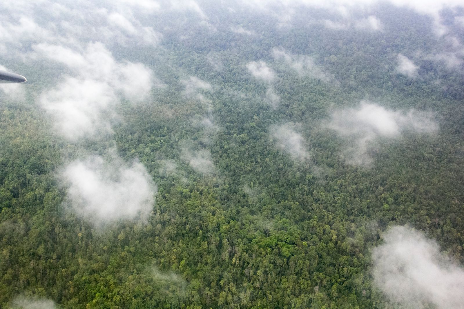 © Michael Eko - Rainforest in Malinau, North Kalimantan Province of Indonesia. 2020