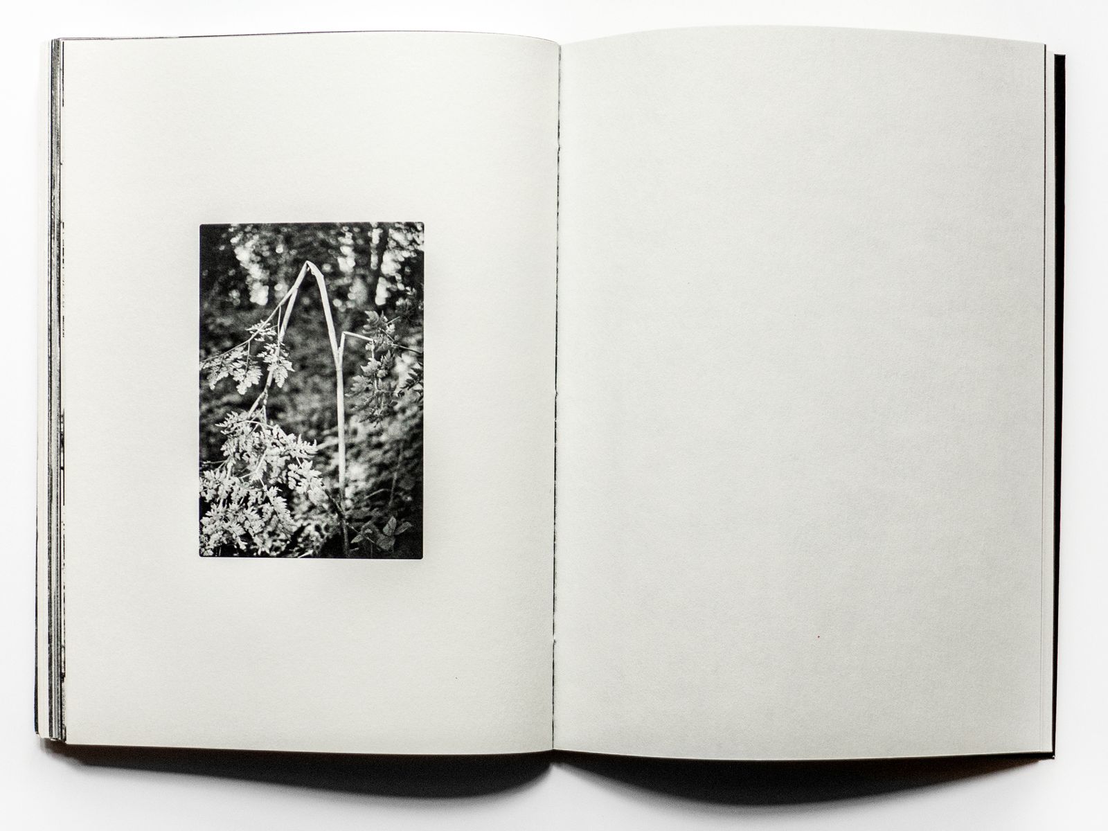 © Jean-Marc Caimi & Valentina Piccinni - Image from the Umana Natura photography project
