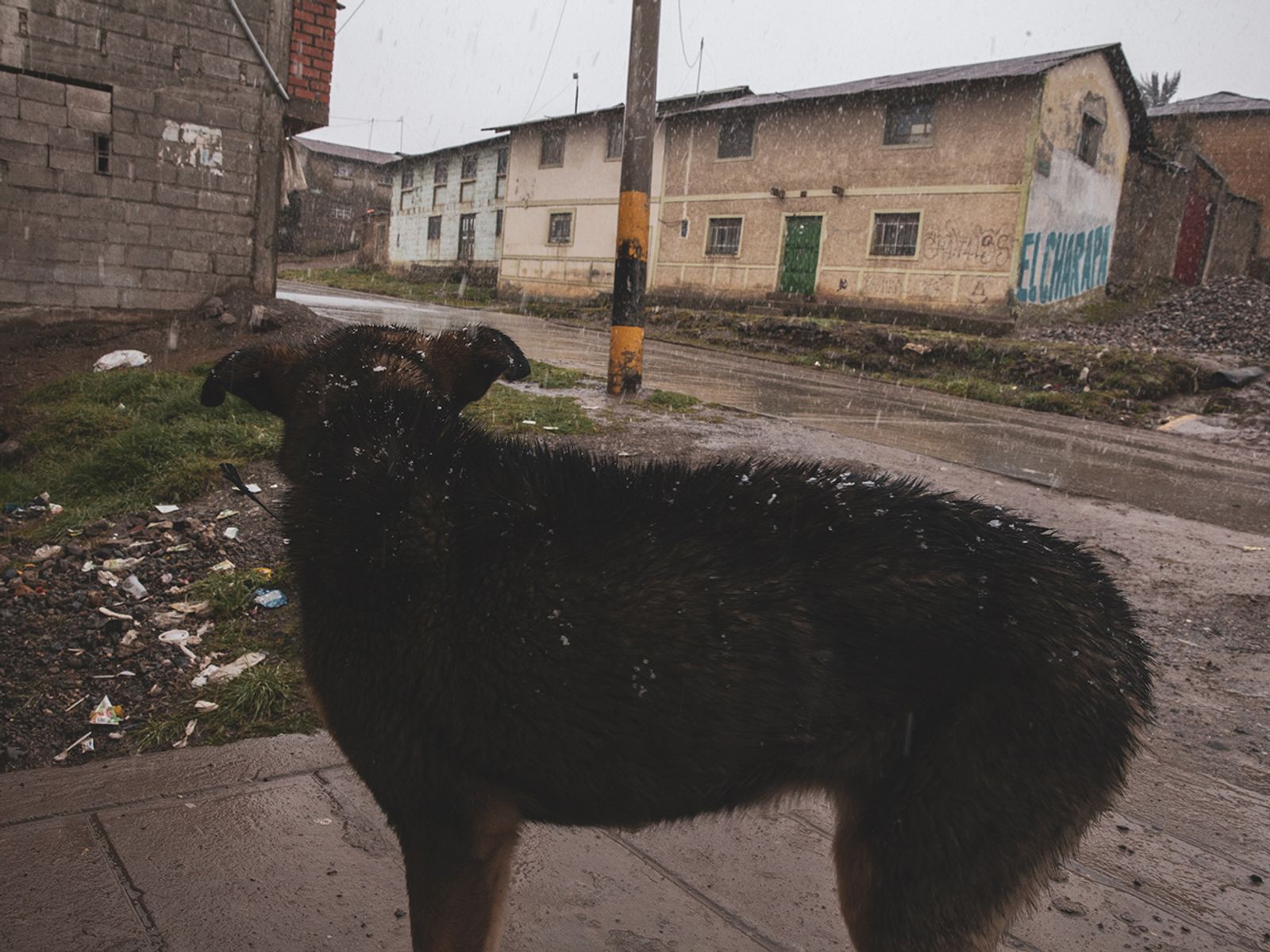 © Stefano Sbrulli - A stray dog in Paragsha.
