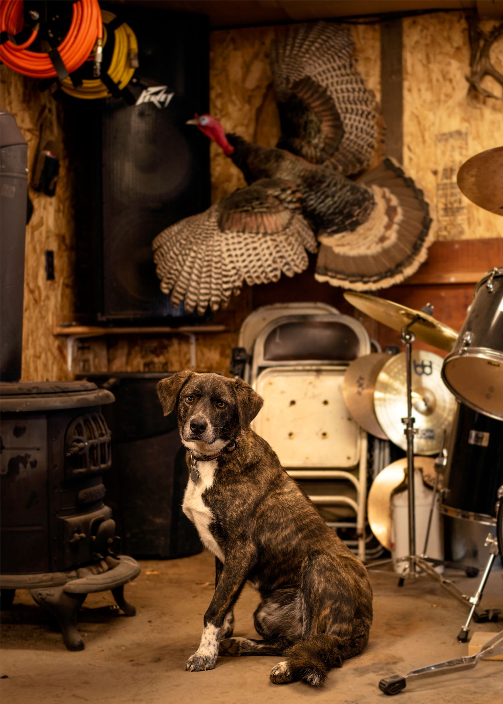 © Rosie Day - Dio the dog in Josh’s taxidermy workshop and band practice space. Dufur, Oregon (Pop. 604)