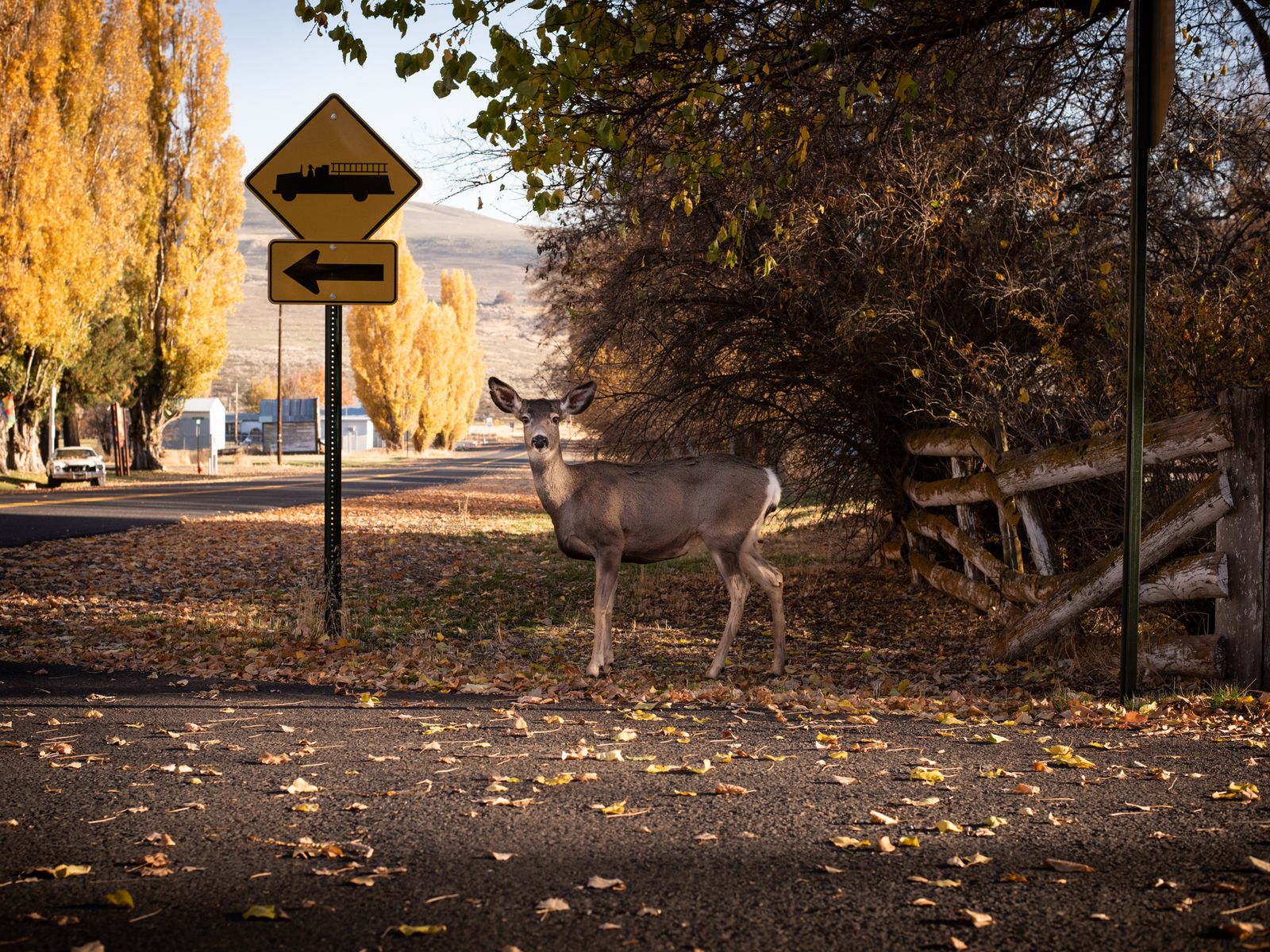 © Rosie Day - Wild deer roam the streets of Antelope, Oregon (Pop. 47)