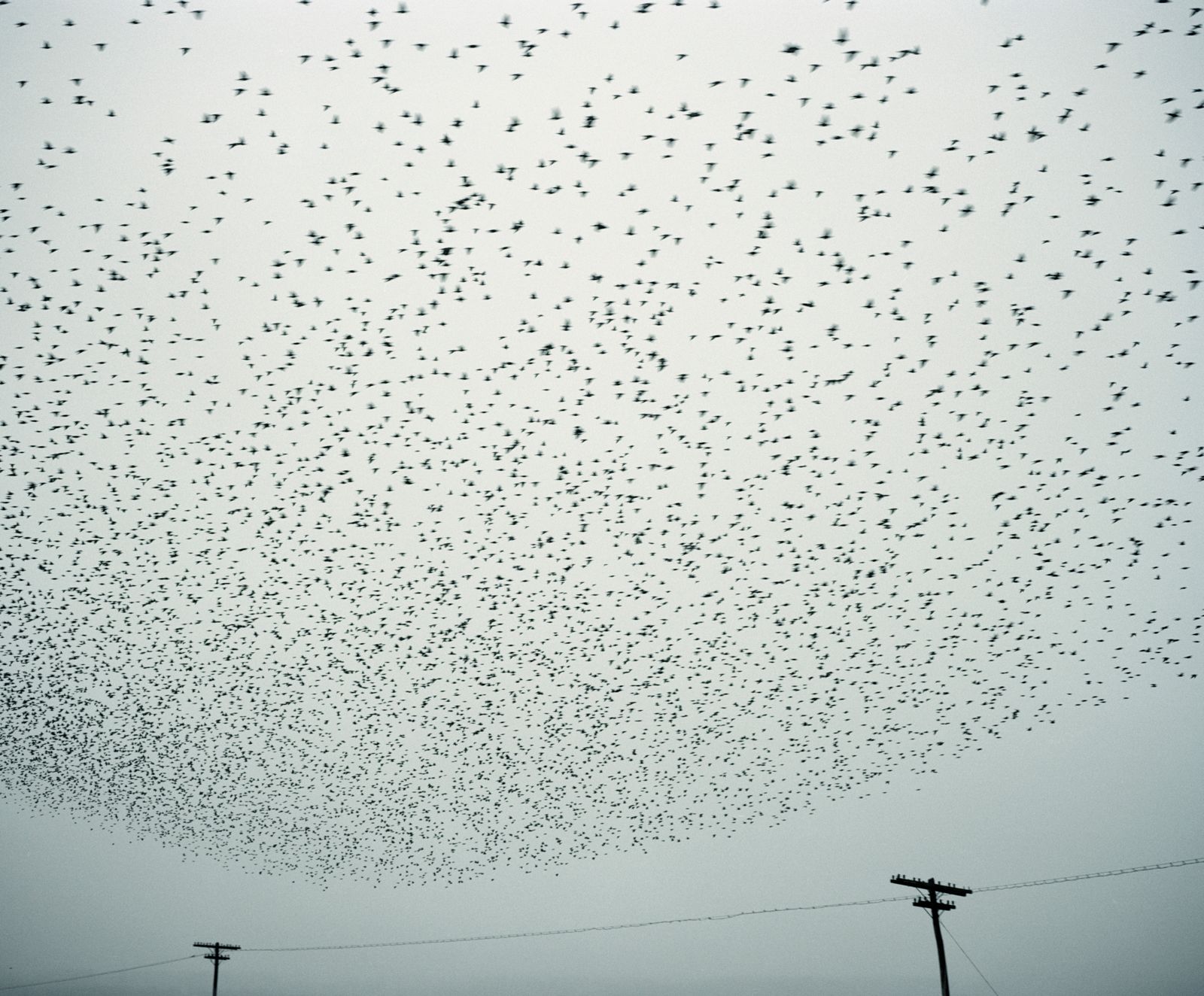 © Tommaso Rada - Romania, Tulcea. Birds fly on a field