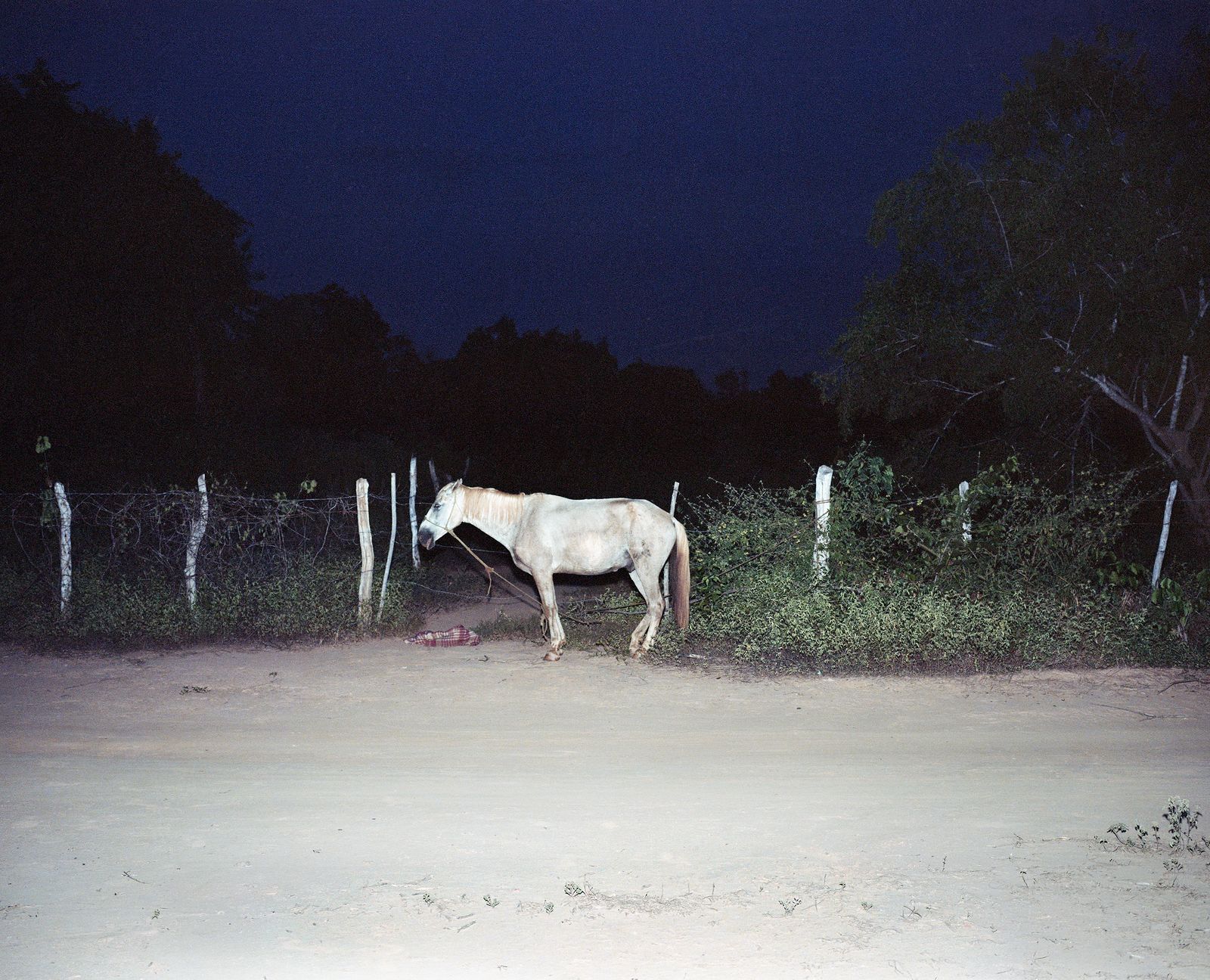© Tommaso Rada - Januaria, Minas Gerais. A horse breeds inside the Quilombo.