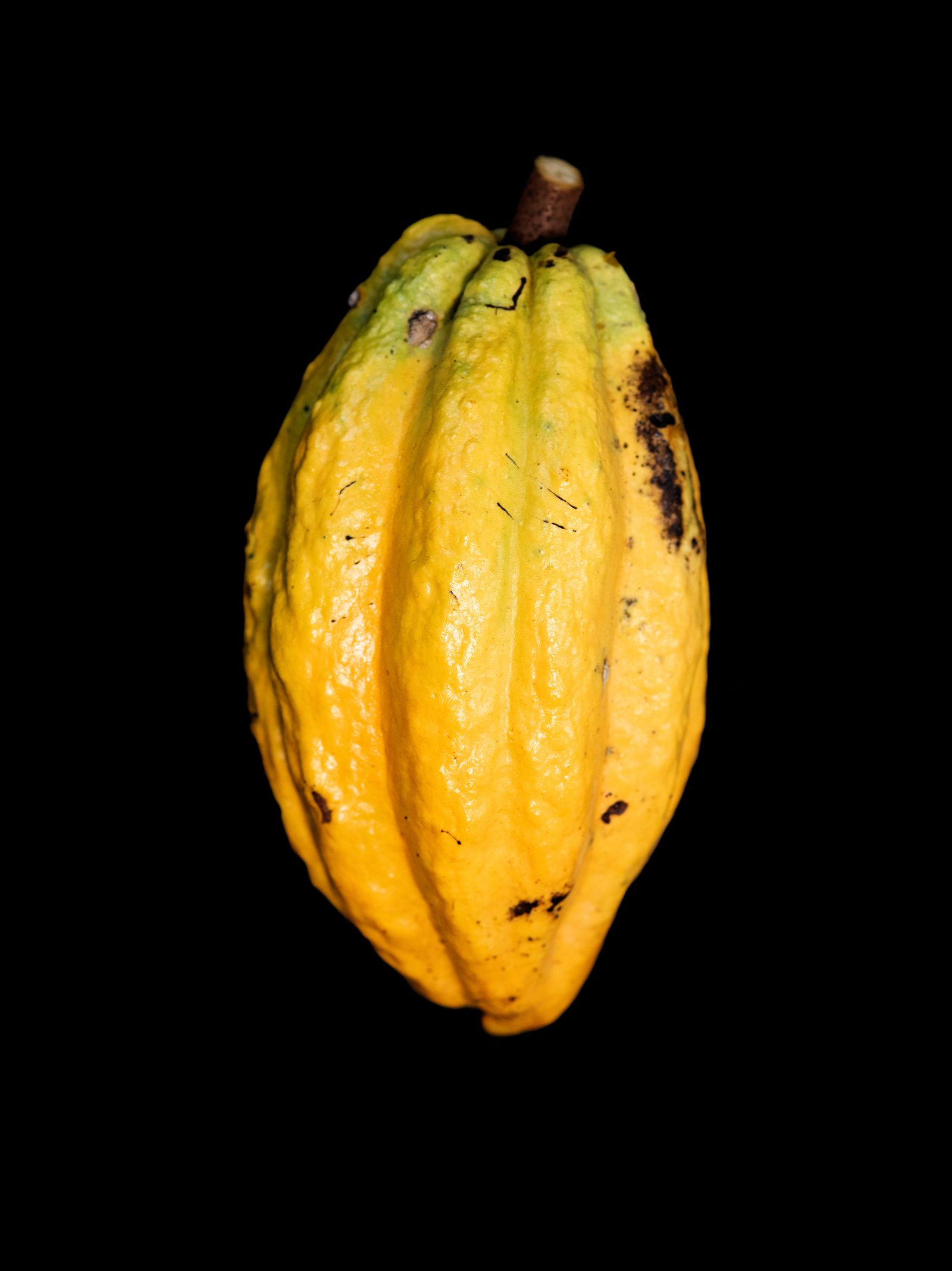 © Tommaso Rada - A Still life images of the Cacau (Theobroma cacao) fruit. Acará Brazil