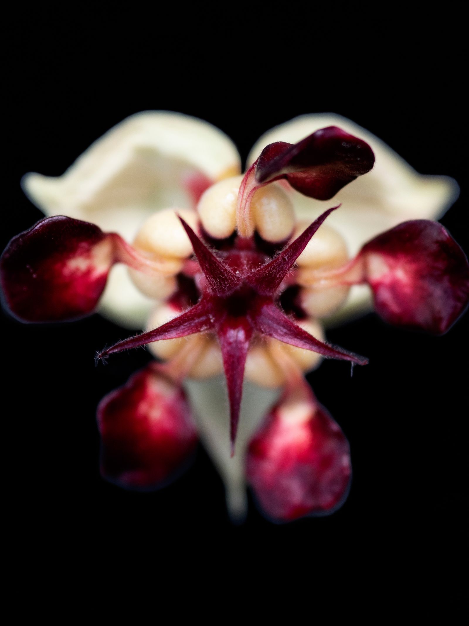 © Tommaso Rada - A Still life images of the Cupuaçu (Theobroma grandiflorum) flower. Acará Brazil