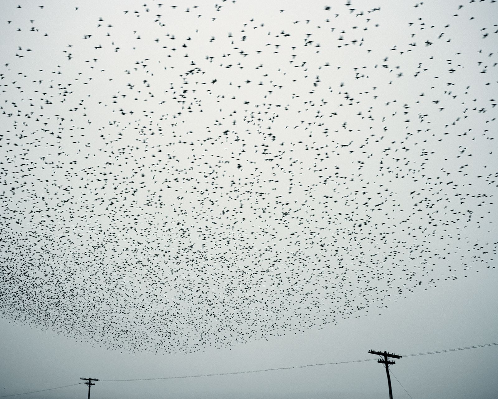 © Tommaso Rada - Romania, Tulcea. Birds fly on a field.