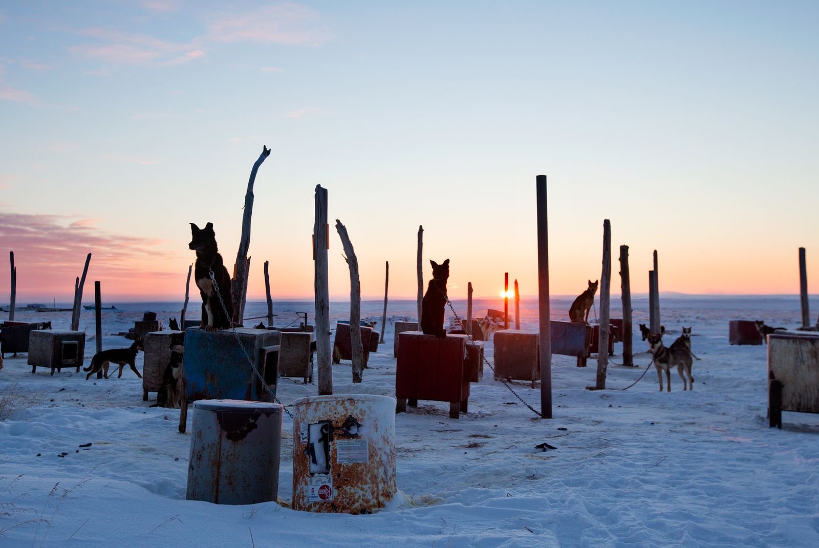 © Nima Taradji - Sled dogs wait to be fed. (Nima Taradji/Polaris)