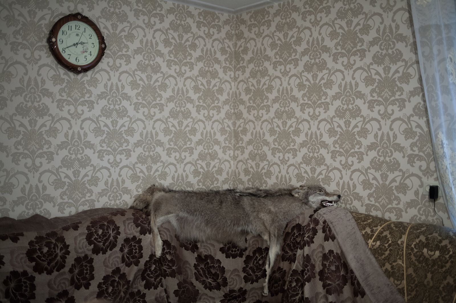© EDUARD KORNIYENKO - A wolf skin is pictured on the sofa in a house in the village of Kubachi, Dagestan.