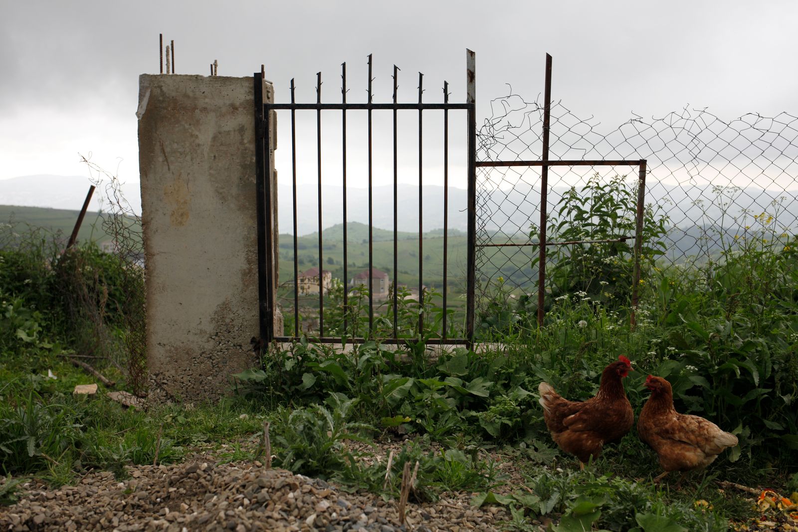 © EDUARD KORNIYENKO - Chickens are seen next to a fence in the village of Kubachi, Dagestan.