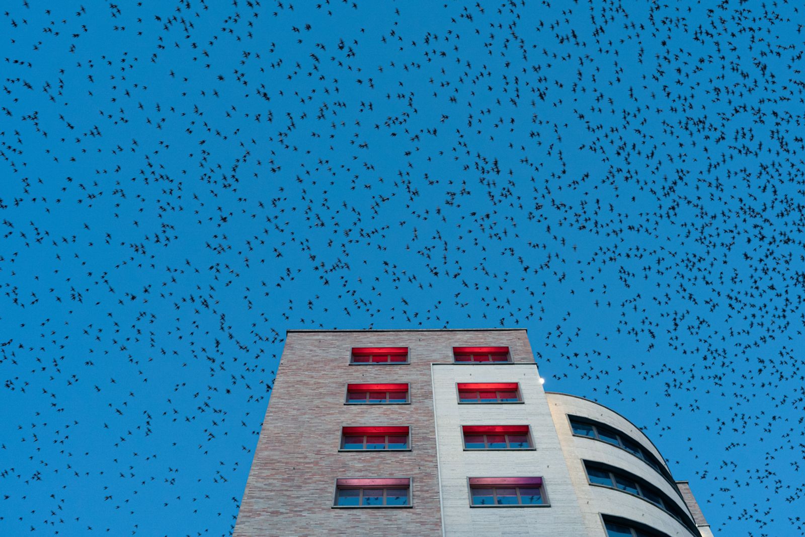 © Agnese Morganti - Milan, 2020. Starlings swarming over a hotel during the 2020 pandemic lockdown.