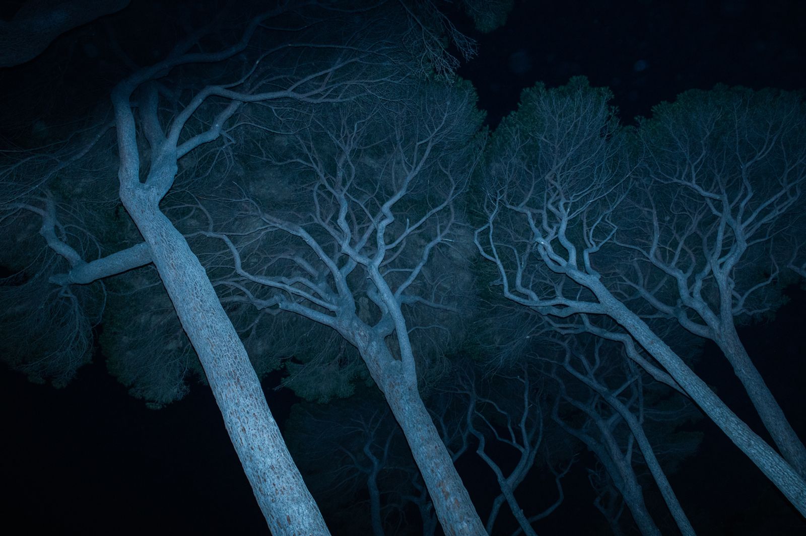 © Agnese Morganti - Livorno, 2021. The ancient pine trees in the gulf of Baratti at night.