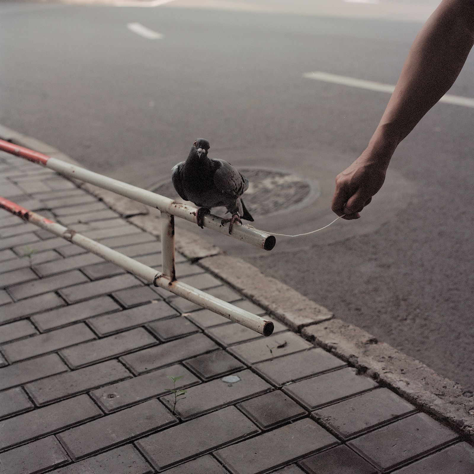 © Pang Hai - Junction : Tie it，don’t let the bird fly away.