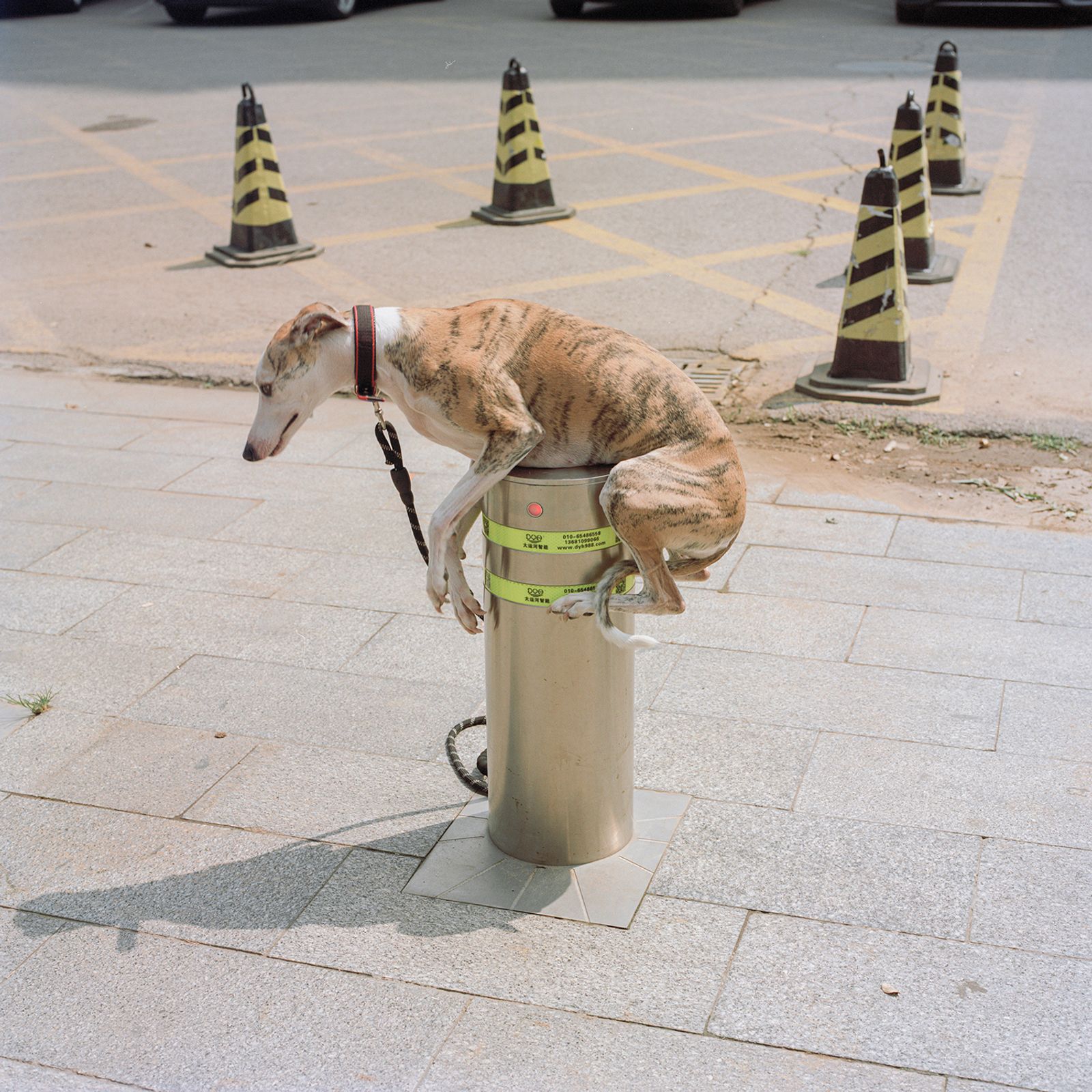 © Pang Hai - Junction : The dog is lifted up by the electronic pillar, and it must hug the pillar.