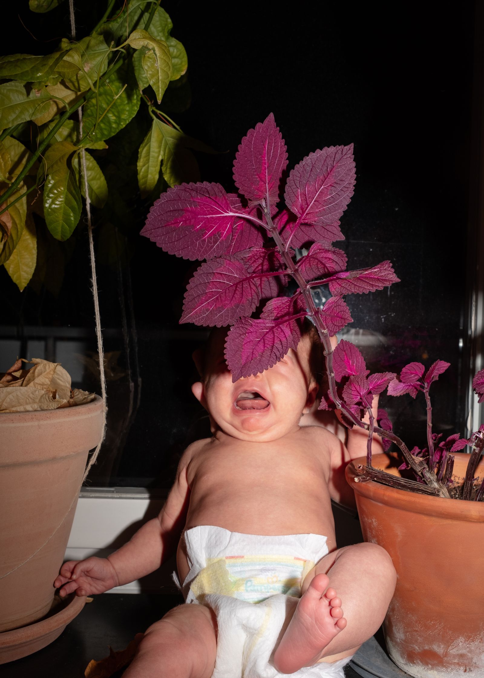 © Linda Forsell - Fanta behind a plant.