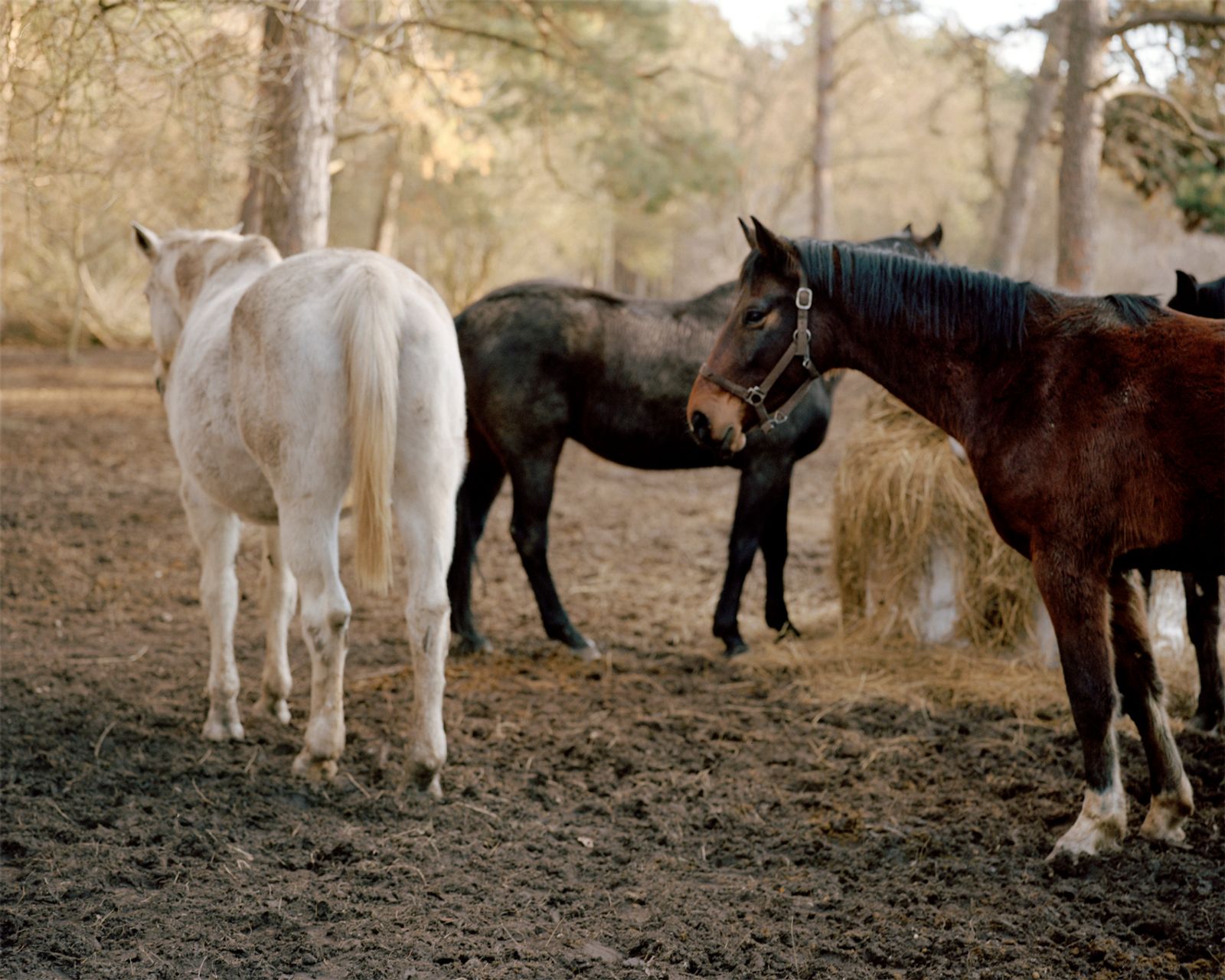 © Tereza Červeňová - Horses (Family). [Bratislava, January 2019]