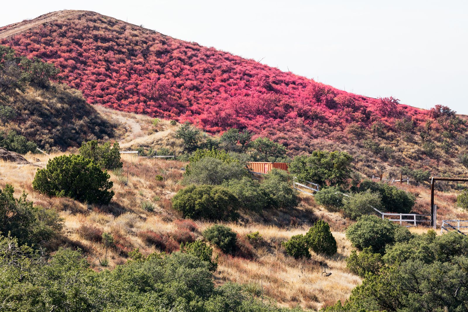© Anastasia Samoylova - Pink-hued fire-retardant covering the hills of Tick Canyon, Santa Clarita, CA
