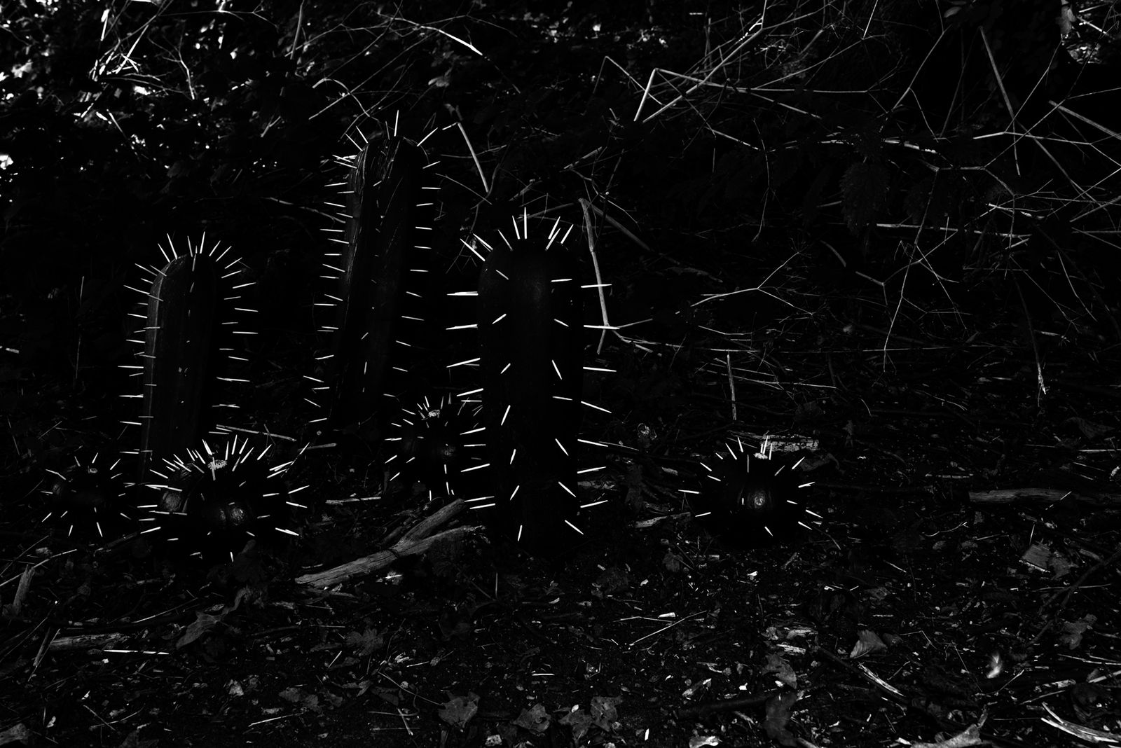 © Annegien van Doorn - Image from the biophilia photography project