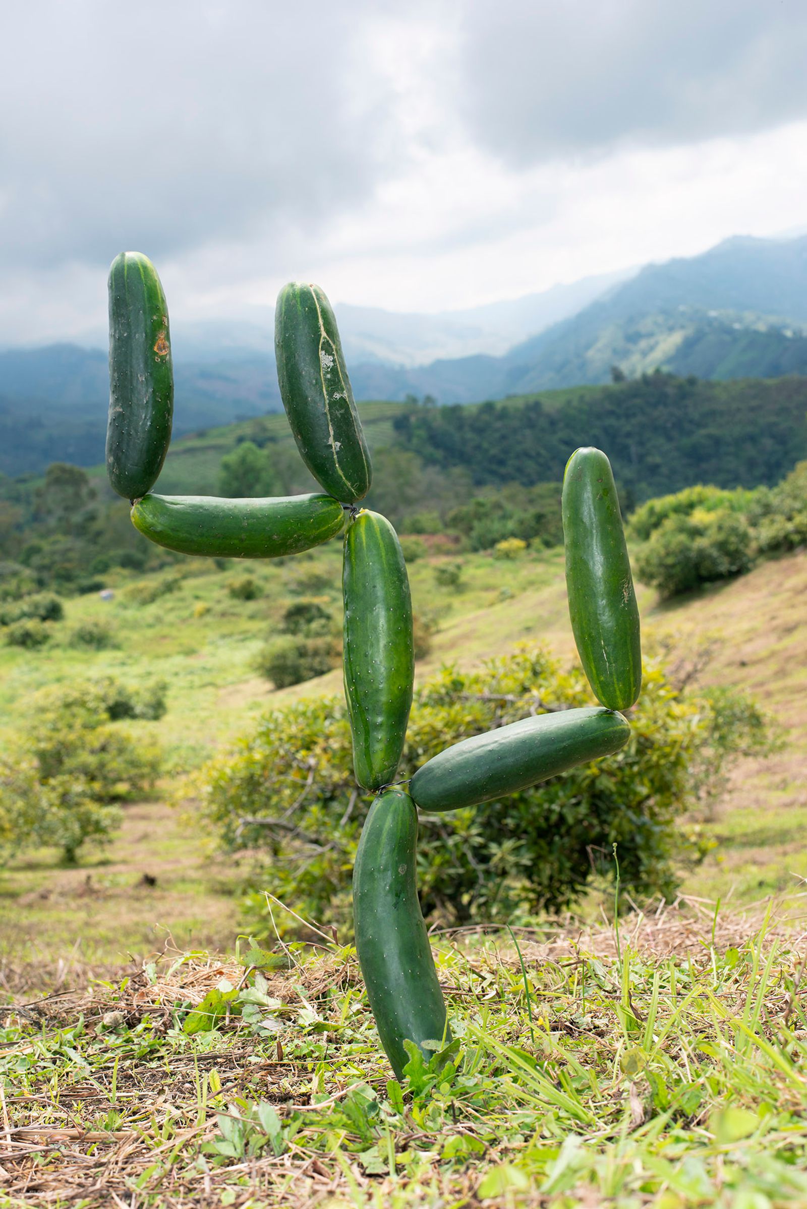 © Annegien van Doorn - Image from the biophilia photography project