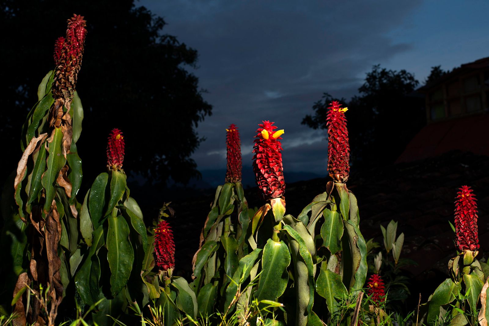 © Annegien van Doorn - Image from the biophilia photography project