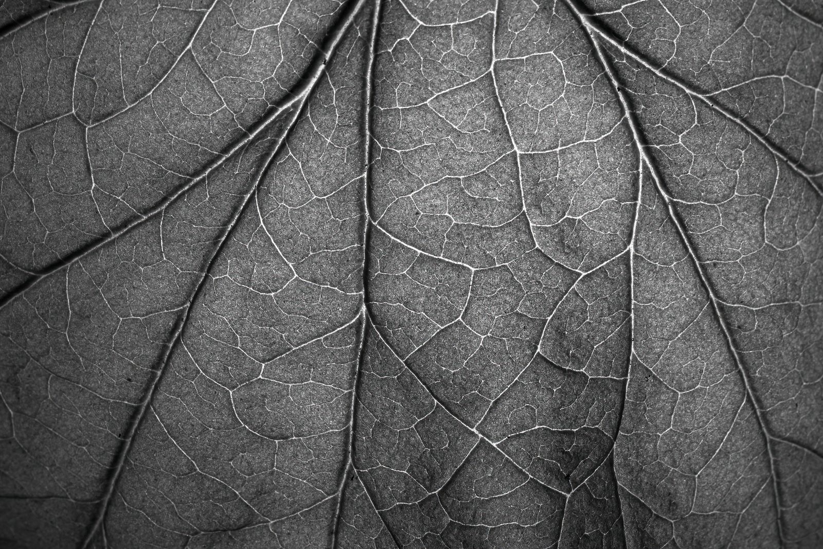 © Galapagensis - Image from the Veins, Neurons and Shadows photography project