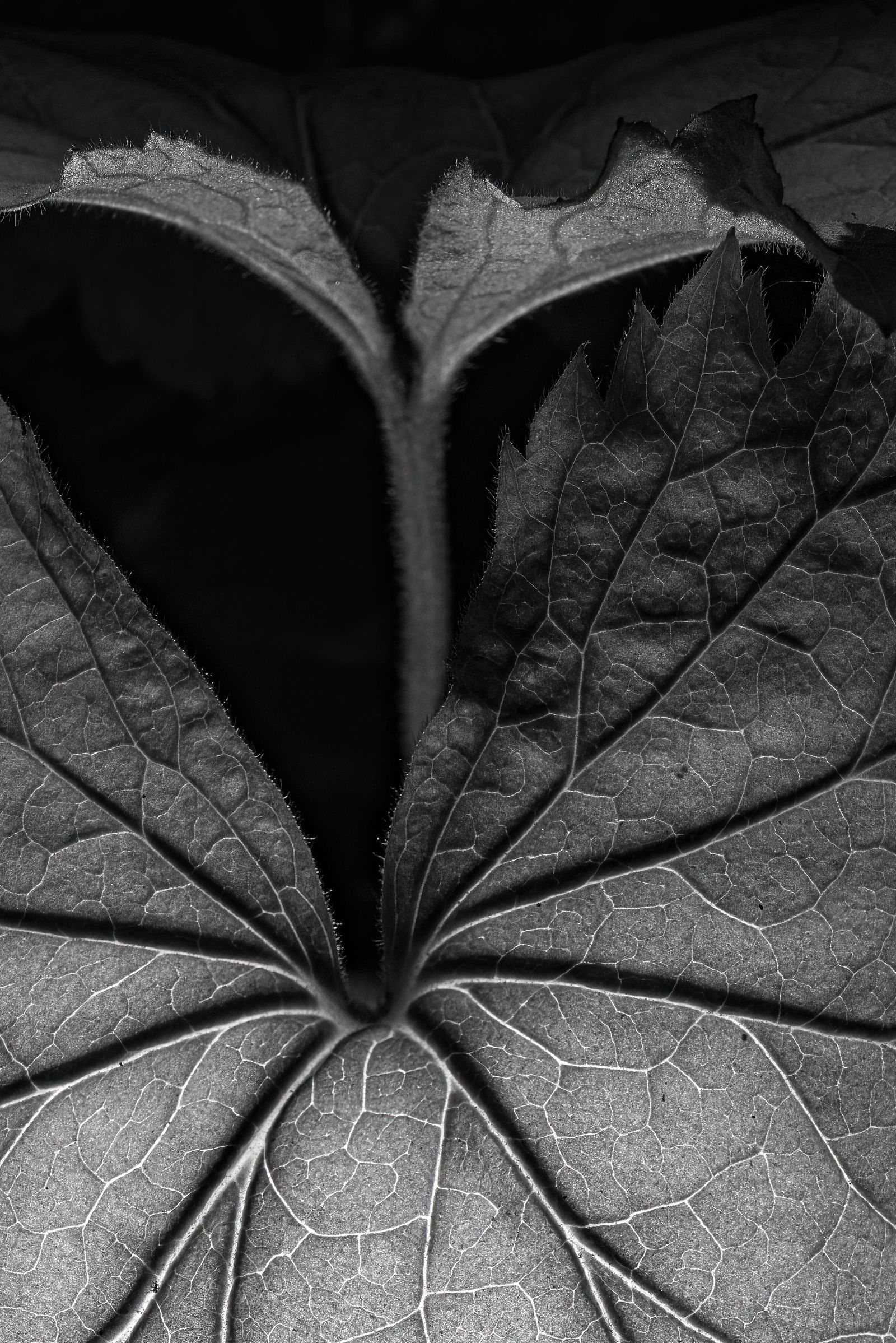© Galapagensis - Image from the Veins, Neurons and Shadows photography project
