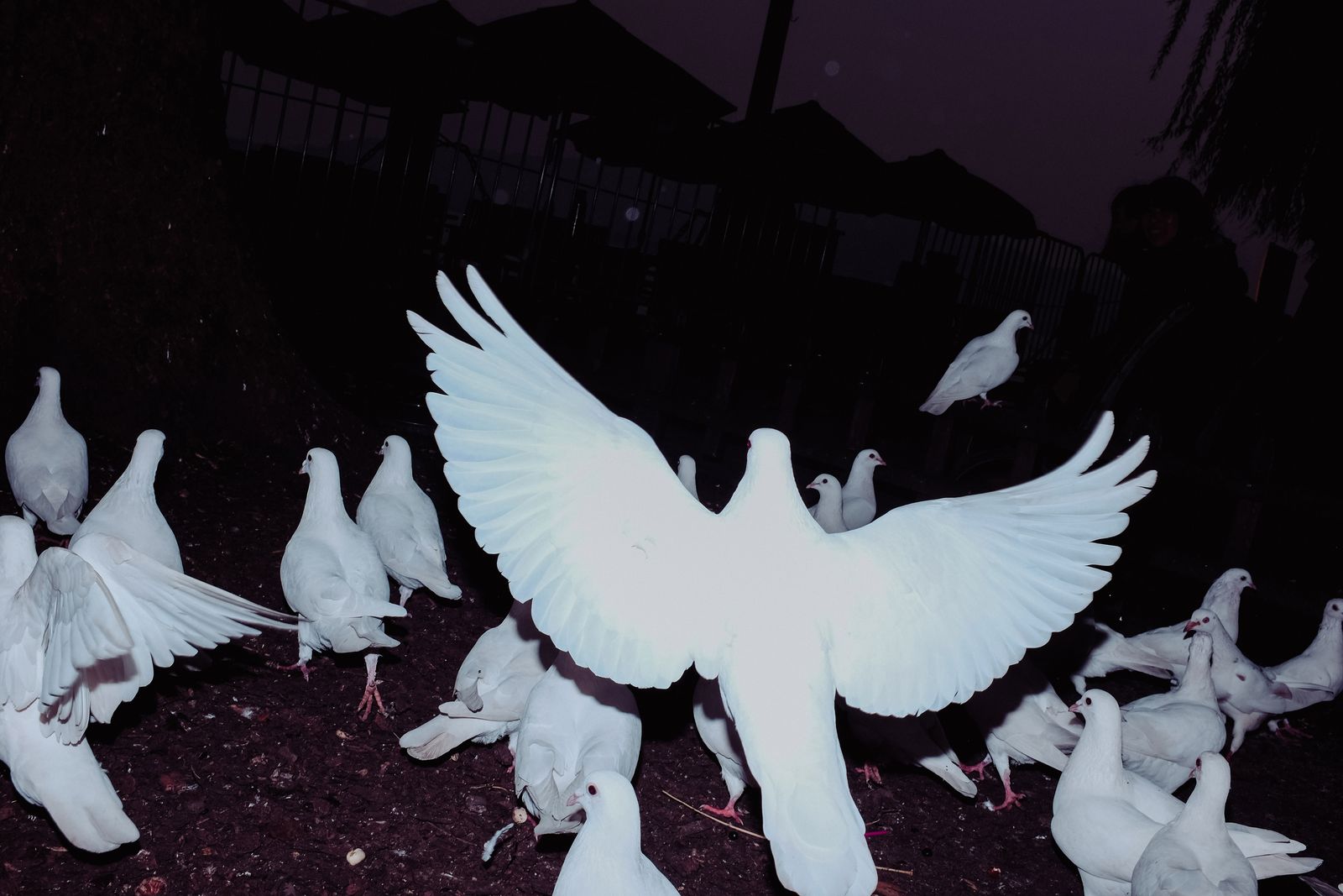 © Ge Zeng - China,2017