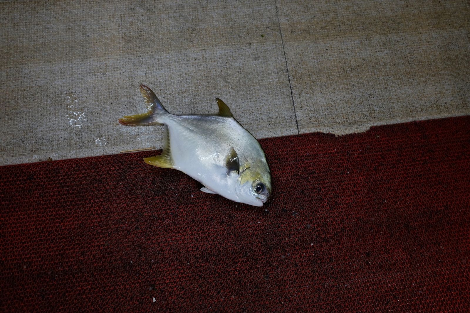 © Ge Zeng - China,2017