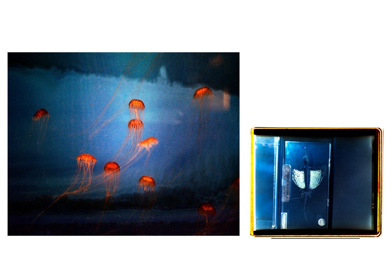 © Aletheia Casey - Image on left: Jellyfish, Horniman Museum, London.Image on right: preserved winged insect, Grant Museum of Zoology.